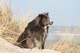 BORDER COLLIE 1433